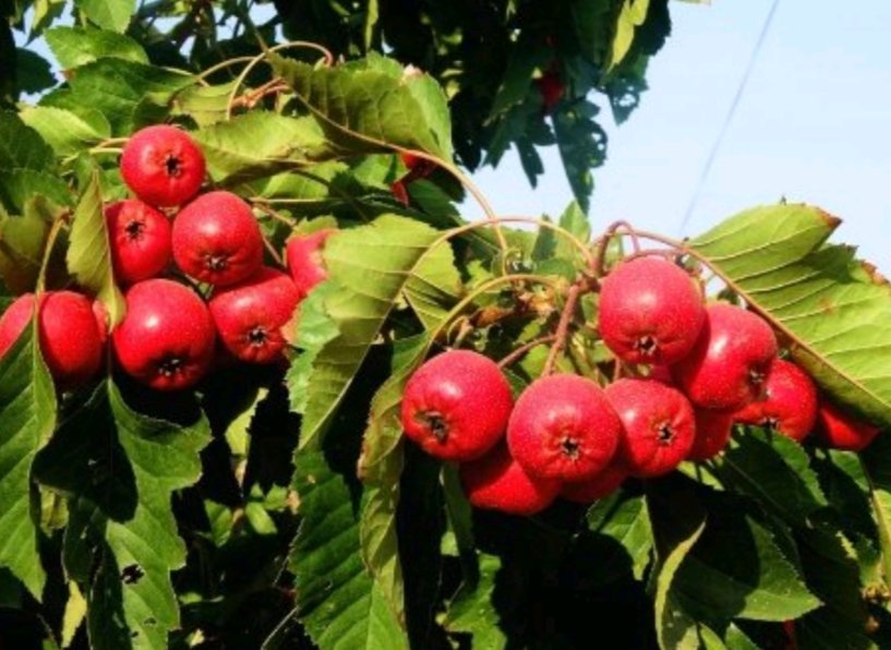 山东大五棱山楂种植基地