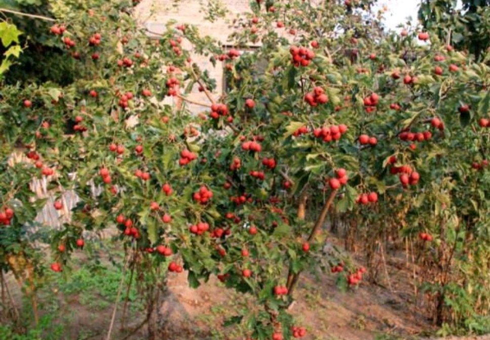 山东大五棱山楂采摘现场