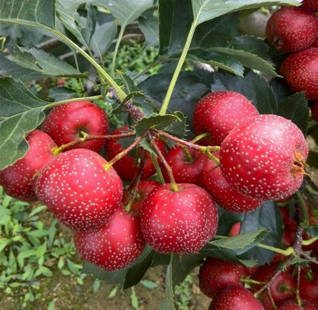 山楂果肉横截面对比图