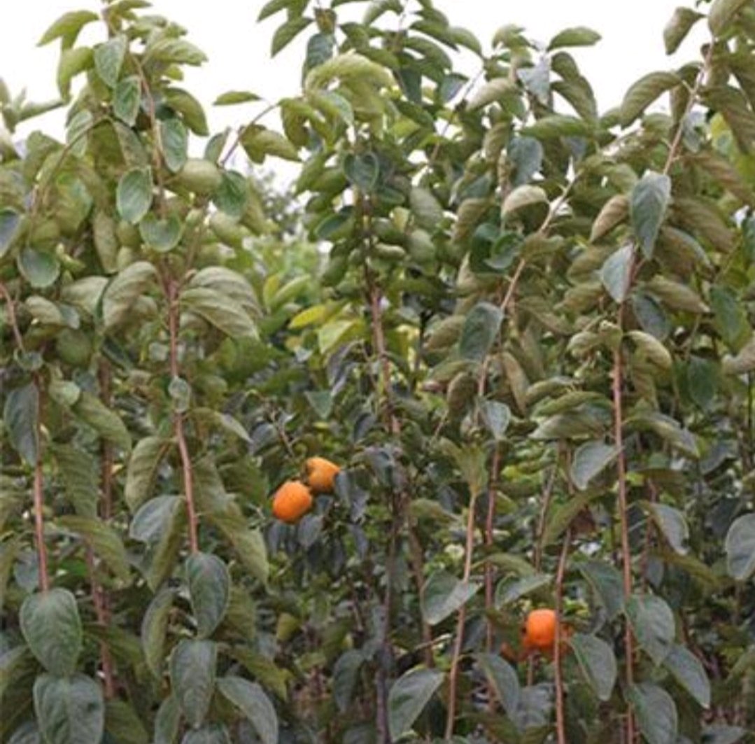 柿子果园管理实景图