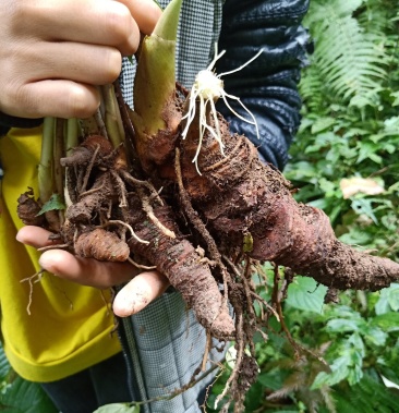 贵州野生华重楼独脚莲七叶一枝花