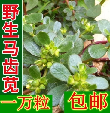 野生食用马齿苋种子马芷苋半枝莲太阳花蚂蚱菜新鲜马苋菜野菜