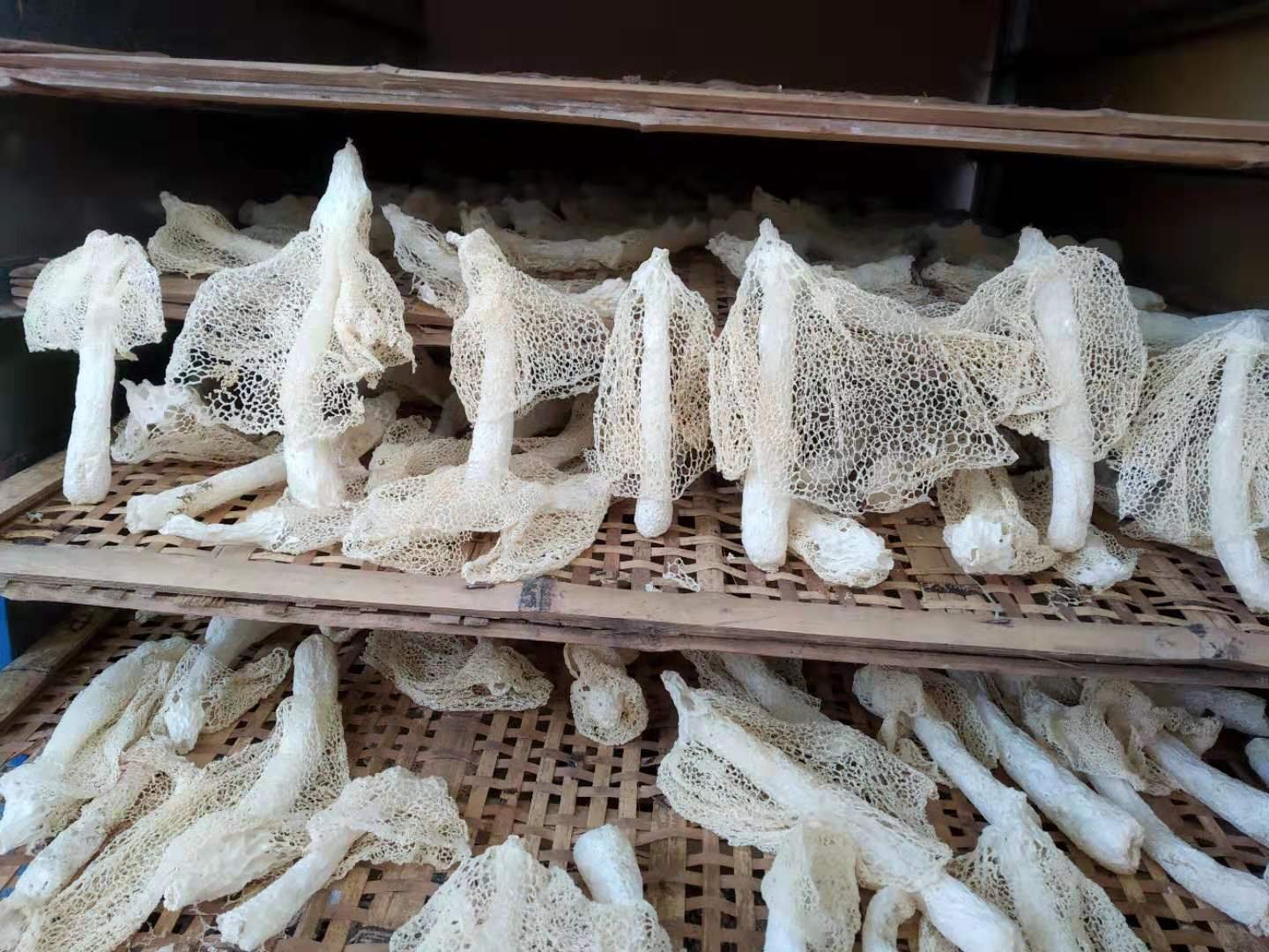 林下种植场景