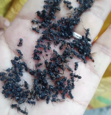 黑蚂蚁贵州货品纯野生很干净