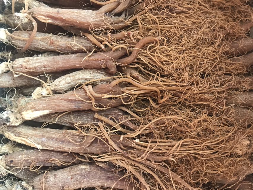 红参切片显微结构与皂苷分布示意图