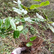 淫羊藿苗大量种苗供应质量保证长期供应精选种苗