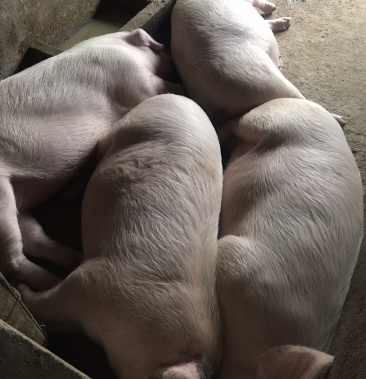 自家养的香猪 土猪 活猪 猪肉 湖北咸宁