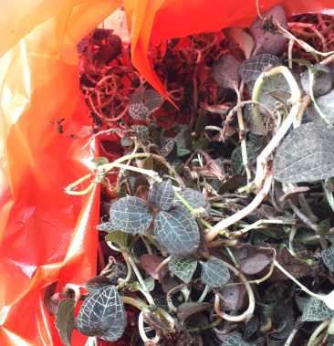 福建武平野生金线莲鲜品小圆叶野生金线莲