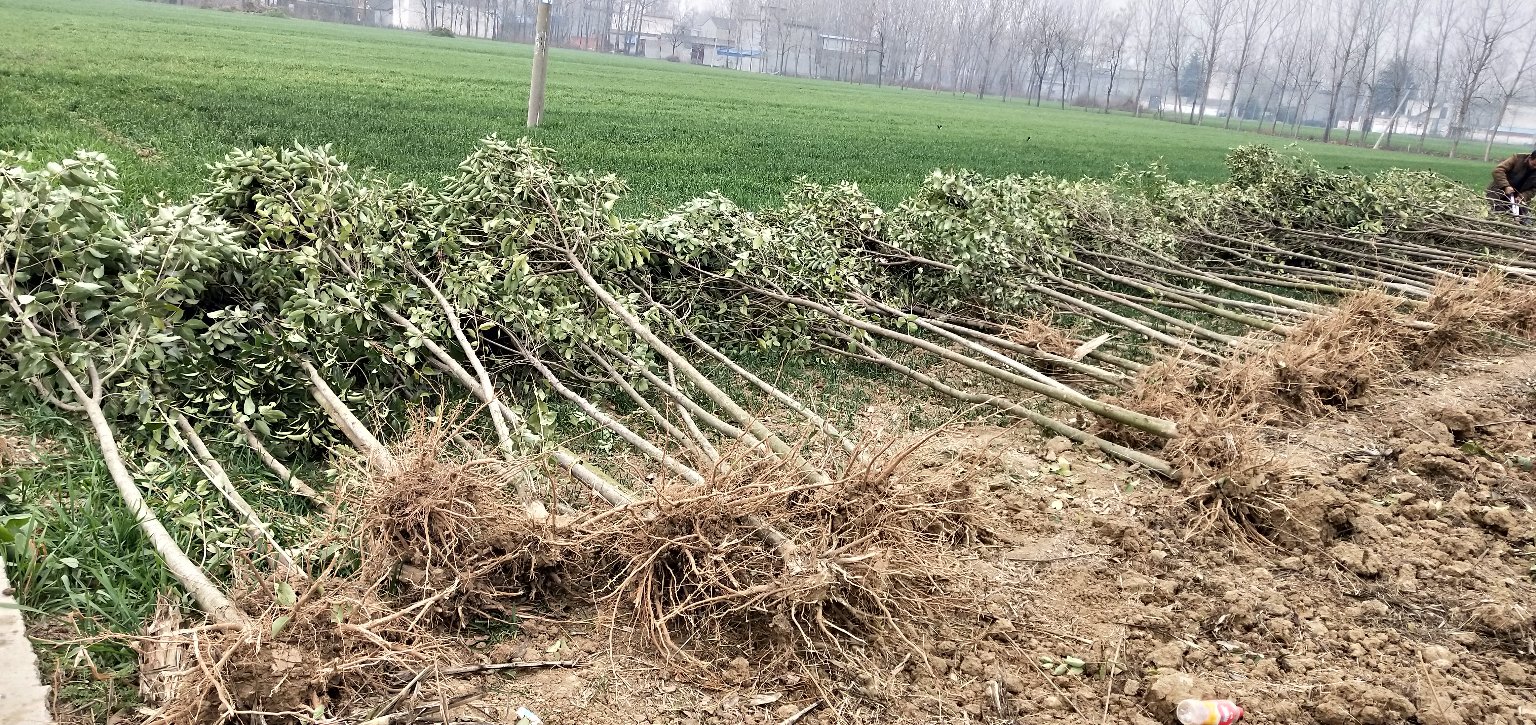 图示展示大叶女贞作为砧木,亮晶女贞作为接穗进行枝接的过程,包括切口位置、形成层对齐、绑扎方式等细节,背景为春季苗圃环境 大叶女贞与亮晶女贞嫁接示意图