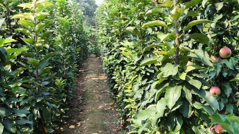 志丹县苹果种植园航拍图