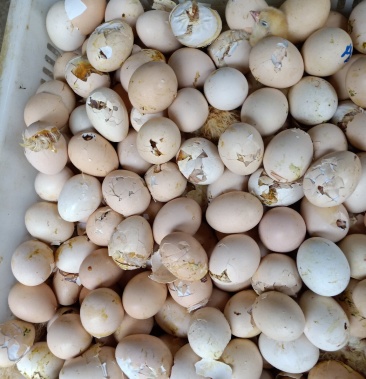 [鸡蛋批发]鸡毛蛋价格1.60元/斤 - 一亩田