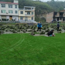 果岭草百慕大，矮生百慕大