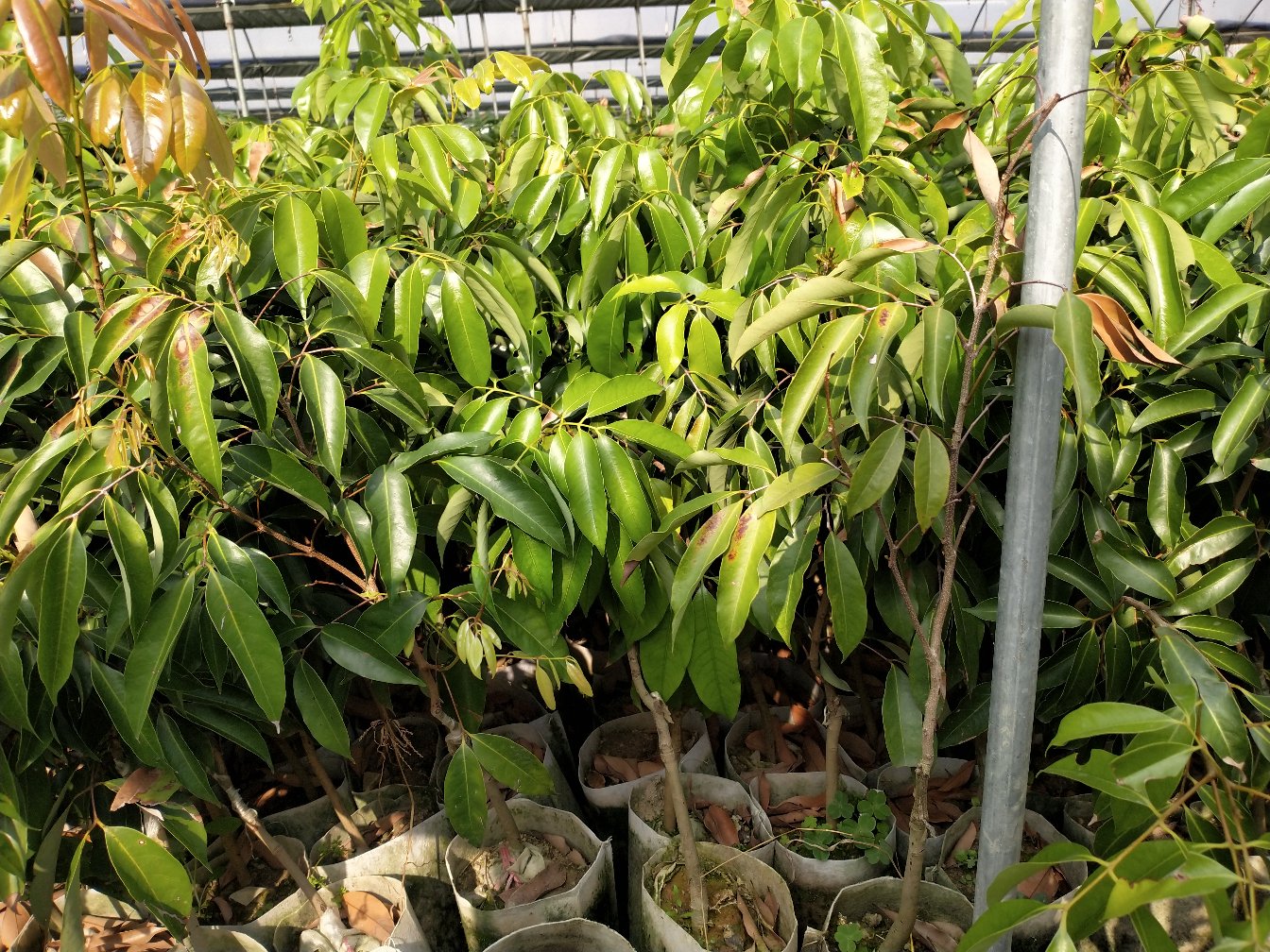 无核荔枝幼苗生长状态