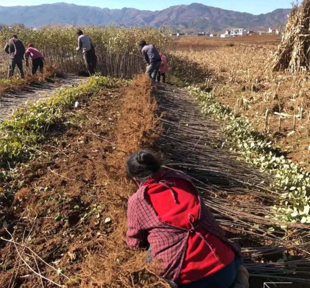 果农正在进行苹果树冬季修剪 苹果园修剪管理现场