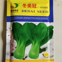青梗菜种子，耐寒冬青王，丰邦嫩翠，冬美冠种子