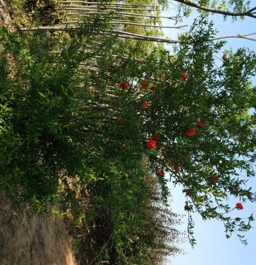 石榴树丛生石榴独杆石榴5cm15cm