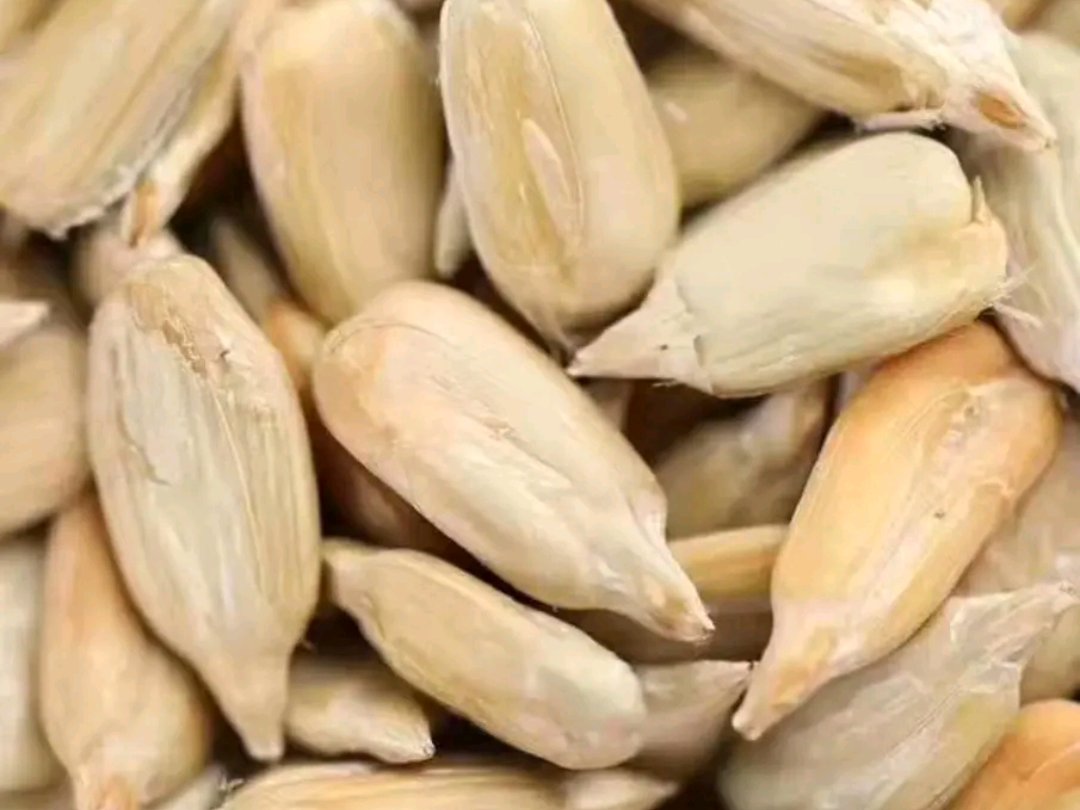 木瓜籽特写展示其白色颗粒状结构