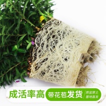 满天星盆栽花卉绿植室内花带花苞四季开花不断净化空气盆景植