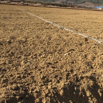 80亩青花种植用地出租，也可以建设大棚