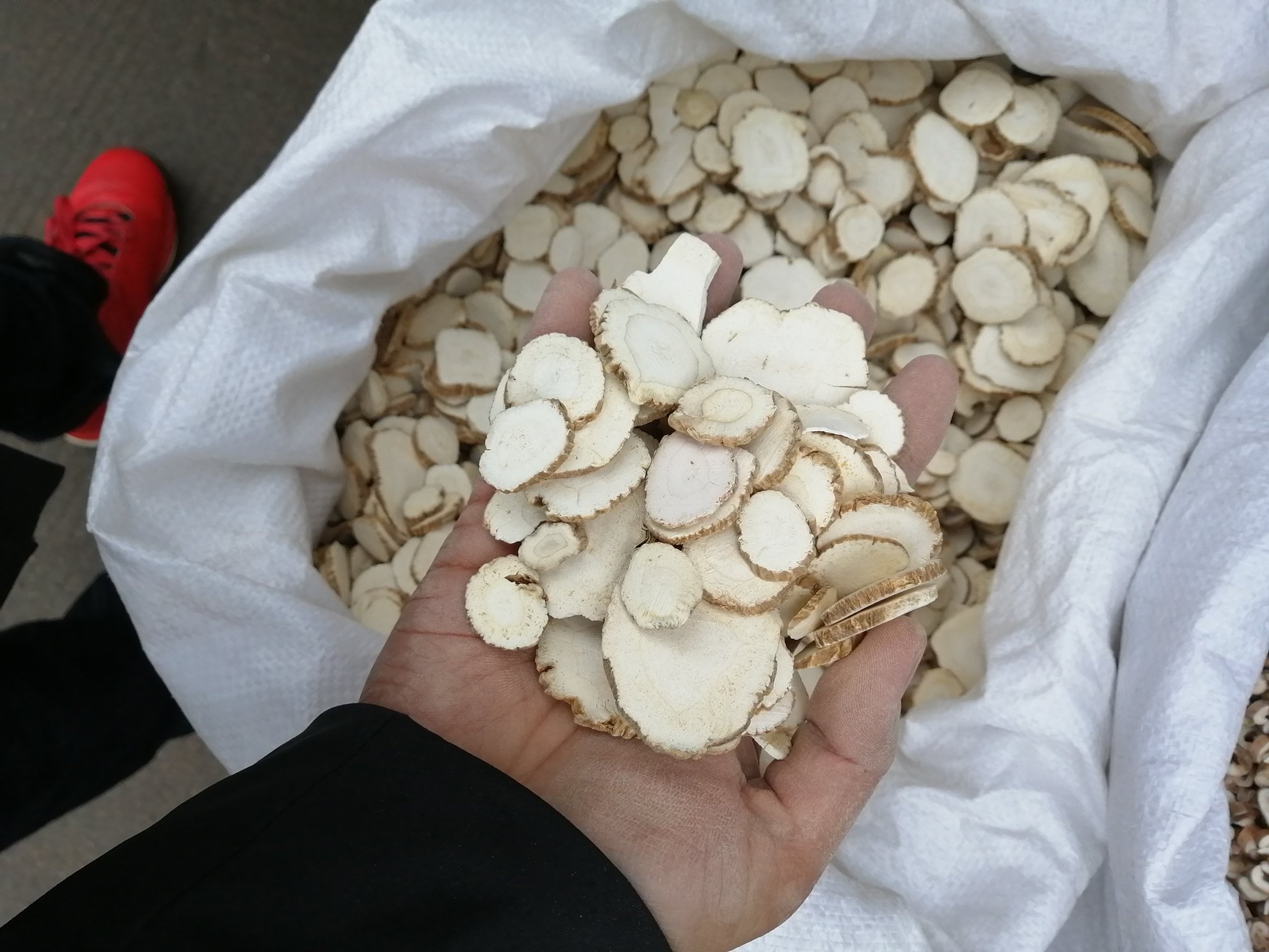 实景拍摄:白衣中医师手持川白芷药包,正为一位穿浅蓝裤装的65岁女性患者定位膝关节外敷点位;背景可见标准化中医诊疗室标识、WOMAC量表海报;药包呈淡褐色纱布包裹状,表面微润反光,体现临床真实操作场景 中医师在社区卫生服务中心指导老年患者正确敷贴川白芷药包于膝关节特定穴位(犊鼻、膝阳关、阴陵泉)