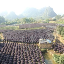 精品红继木球70/80cm实球