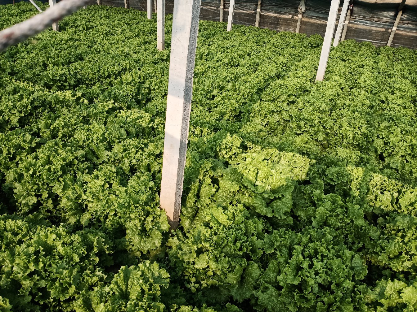 温室大棚内油麦菜规范化种植场景