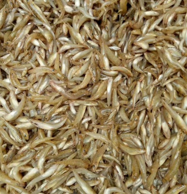 [山根鱼批发]山根鱼价格12.00元/斤 - 一亩田