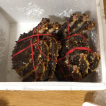 帝王蟹