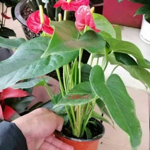 红掌粉掌任选带花发货室内花卉观花植物