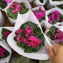 大盆仙客来带花发货室内花卉观花植物