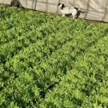 辽宁沈阳苦菊又涨价了