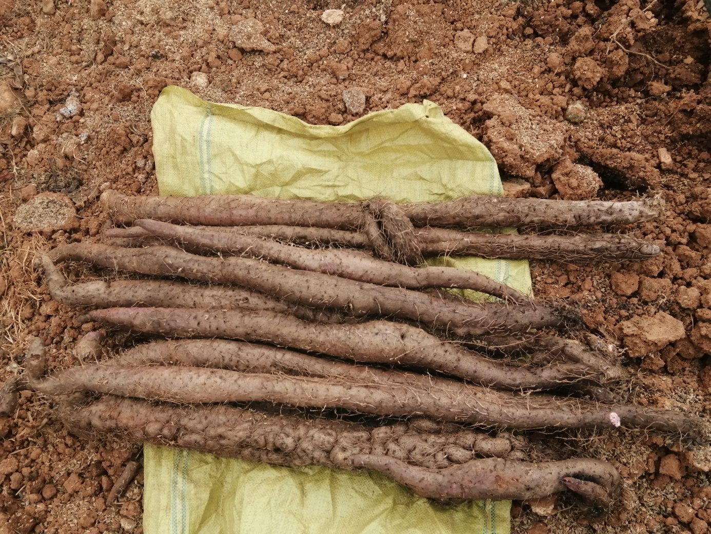 传统晾晒陈山药工艺场景