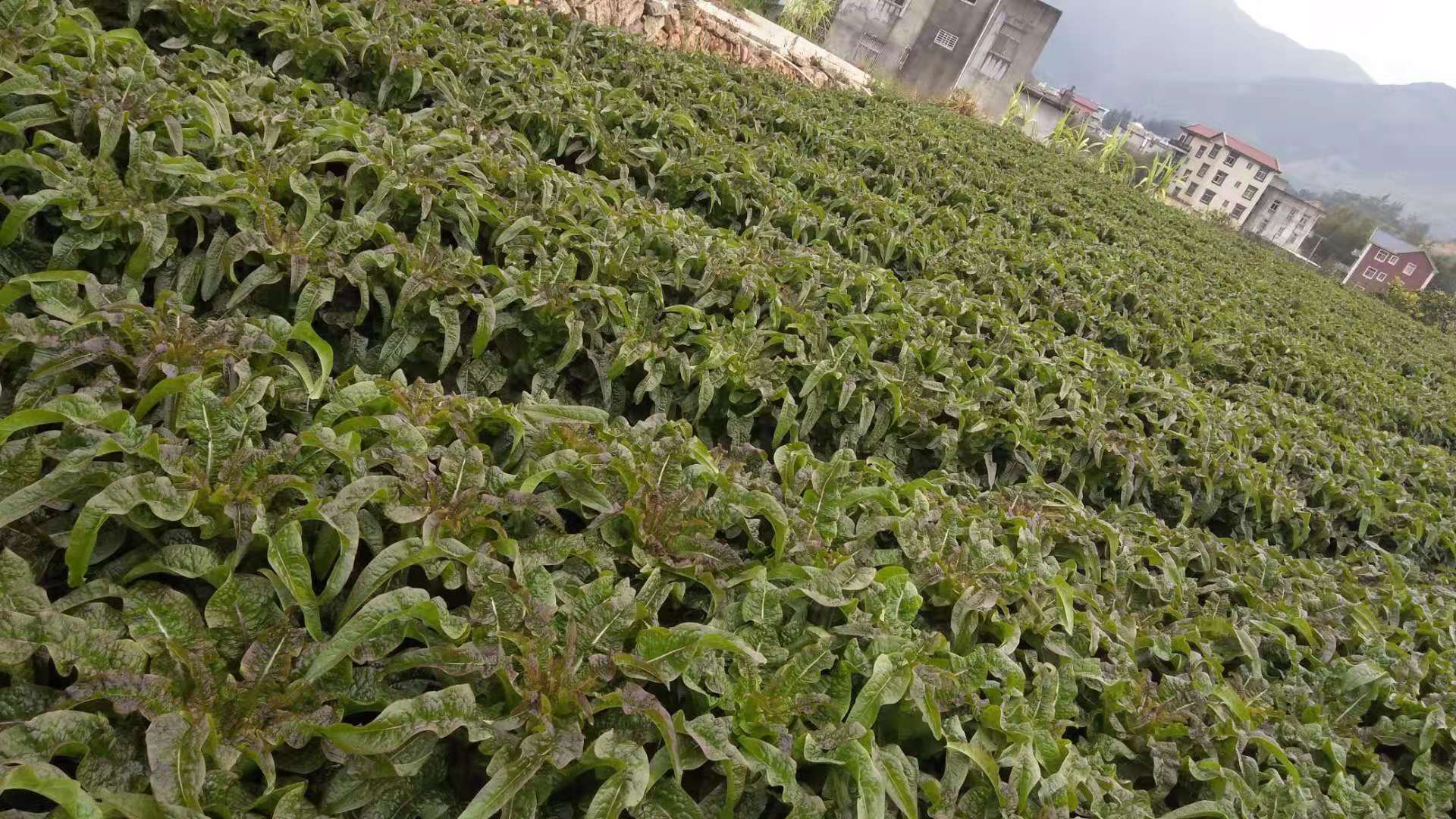 多年生蔬菜园景