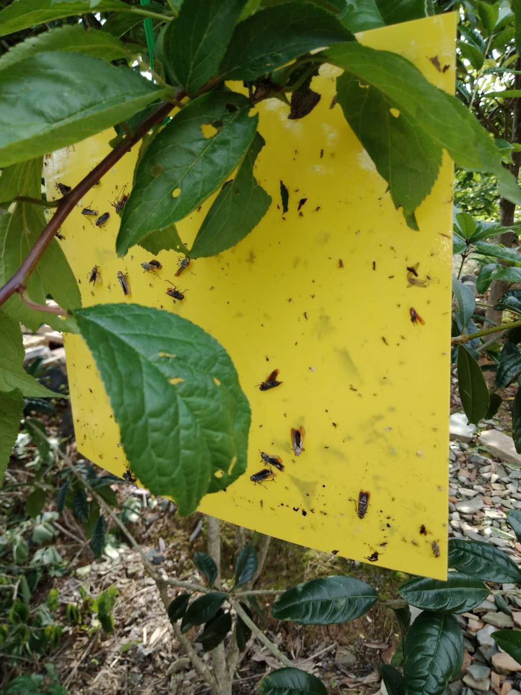 26元/包邮进口胶加厚粘虫板 诱虫板 黄板蓝板 黏虫板