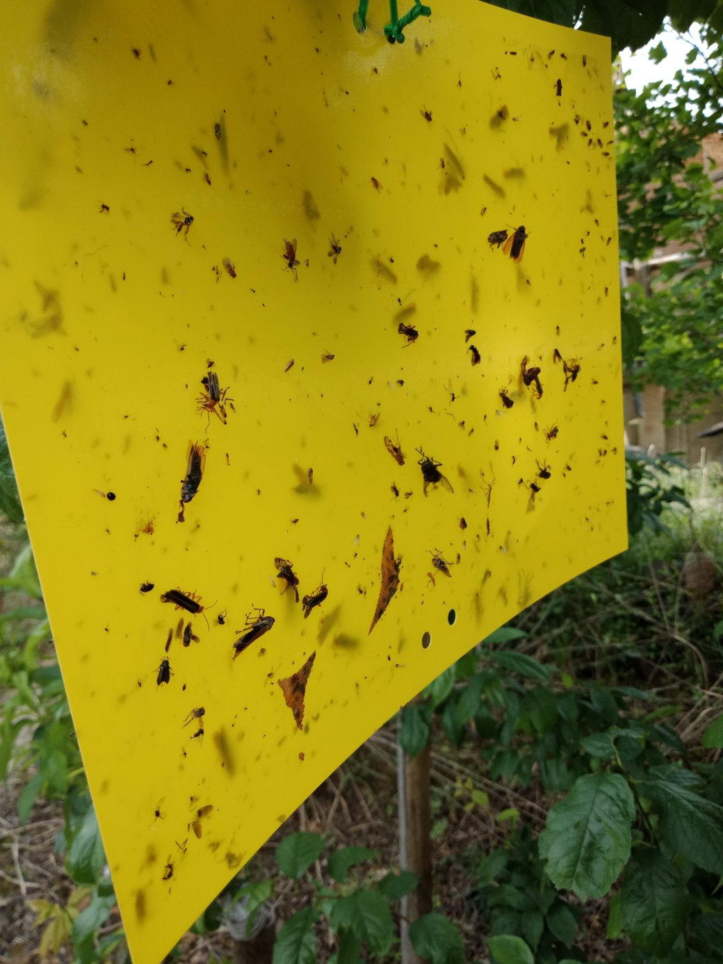 26元/包邮进口胶加厚粘虫板 诱虫板 黄板蓝板 黏虫板