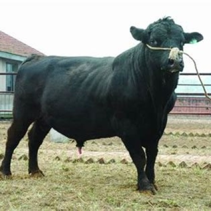 安格斯牛价格行情