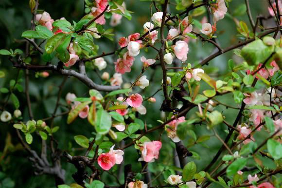 [海棠批发]日本海棠 矮化盆栽(美观上档次)价格13.80元/棵 - 一亩田