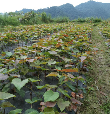 大树坳纯正高山葡萄苗2号刺葡萄