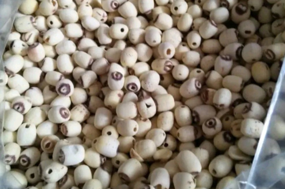 广昌绝美白莲品牌化营销场景组图