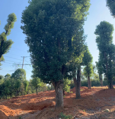 精品骨架香樟18—80公分