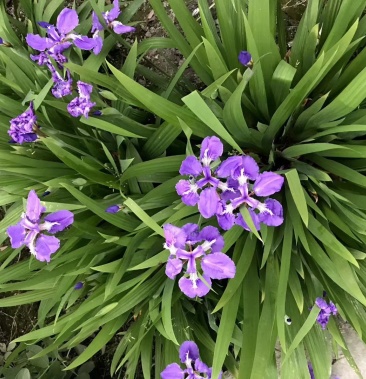 [鸢尾批发]鸢尾,扁竹花,紫蝴蝶,四川鸢尾基地出售,成都鸢尾批发价格