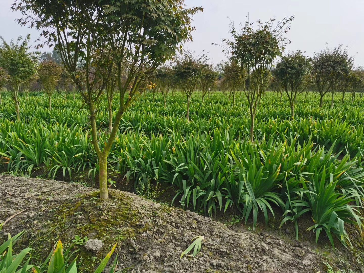 百合田间种植图,清晨阳光洒在百合花田中,背景为山地田园 百合田间种植图
