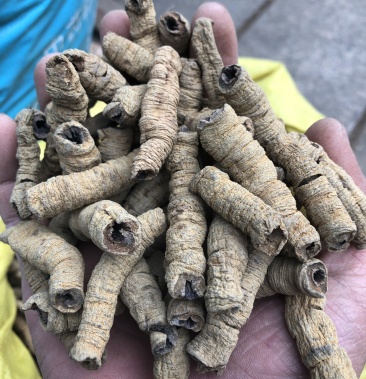 巴戟巴戟天巴戟肉炙巴戟盐制巴戟去芯巴戟野生巴戟一公斤起批