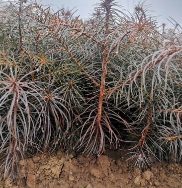 湖北南漳杉木刺杉树苗现货大量出售