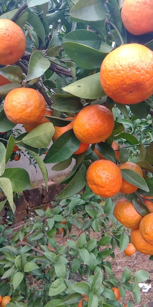 南丰县早熟砂糖橘.亮度,色度特别好.口感甜化渣.