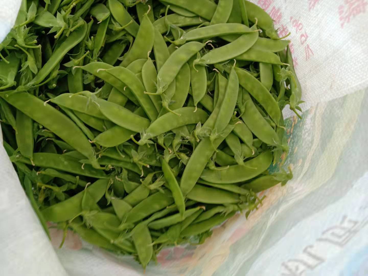 荷兰豆在菜篮中的新鲜状态