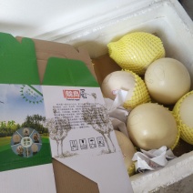 鸵鸟蛋，鸵鸟种蛋，鸵鸟食用蛋