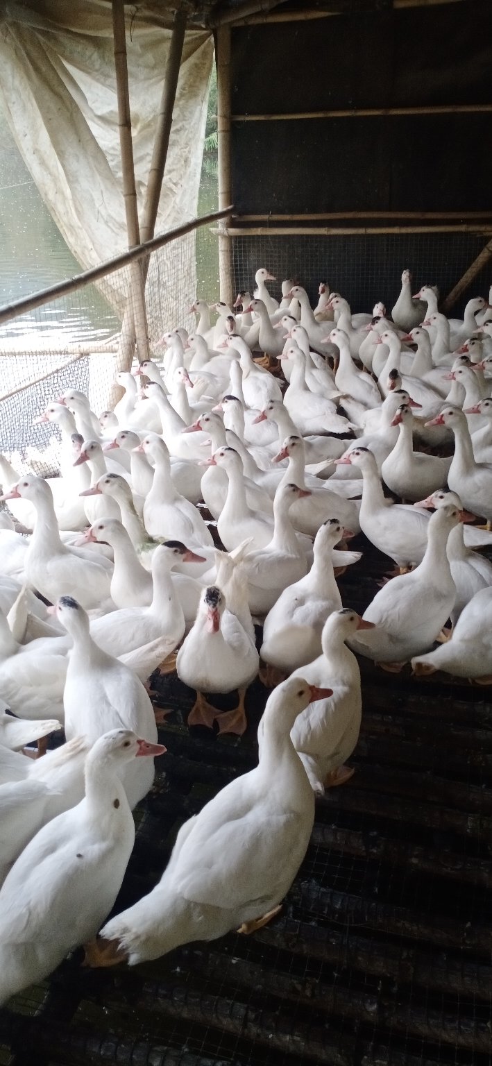 [番鸭批发]白番母鸭,55斤欢迎购买价格750元/斤 