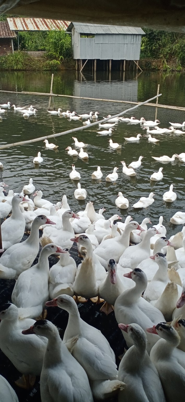 白番母鸭55斤欢迎购买