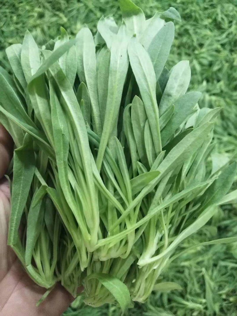 山东面条菜 新鲜现挖 基地直销古扎菜 古扎头
